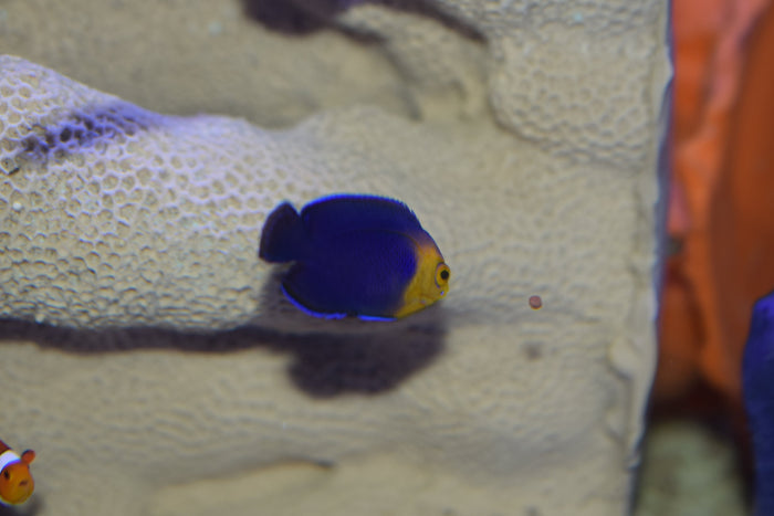 Argi Angelfish