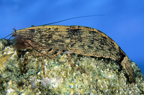 Bamboo Shrimp