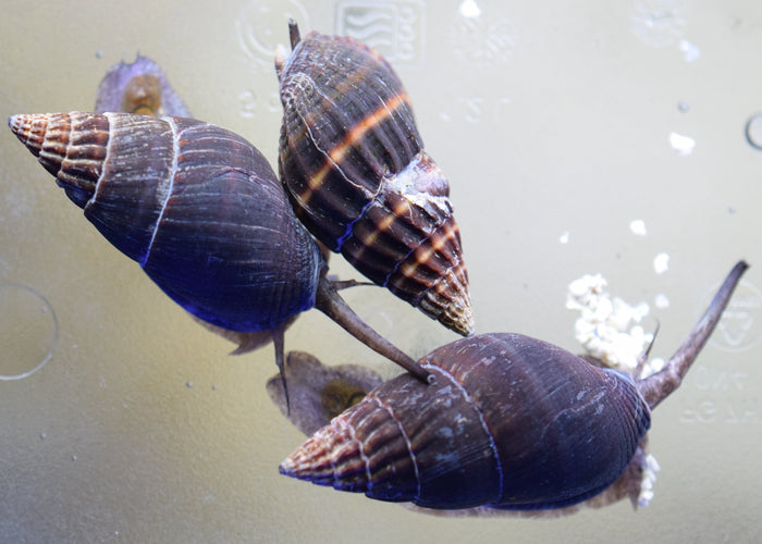 Black Nassarius Snail