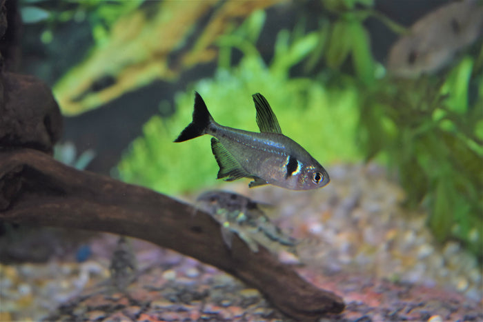 Black Phantom Tetra
