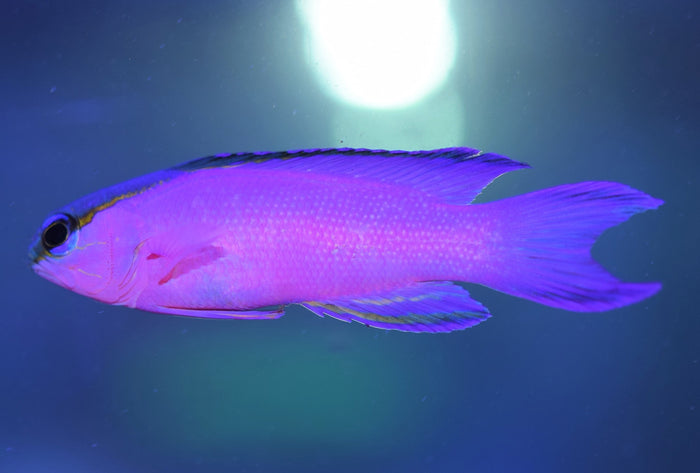 Blackcap Basslet