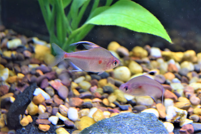 Bleeding Heart Tetra
