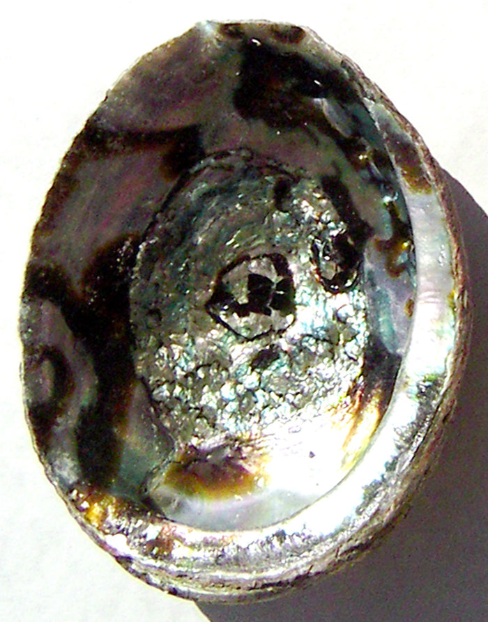Blue Abalone Shell - 5-6"