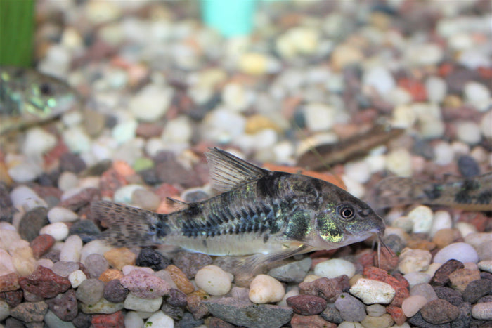 Cory paleatus