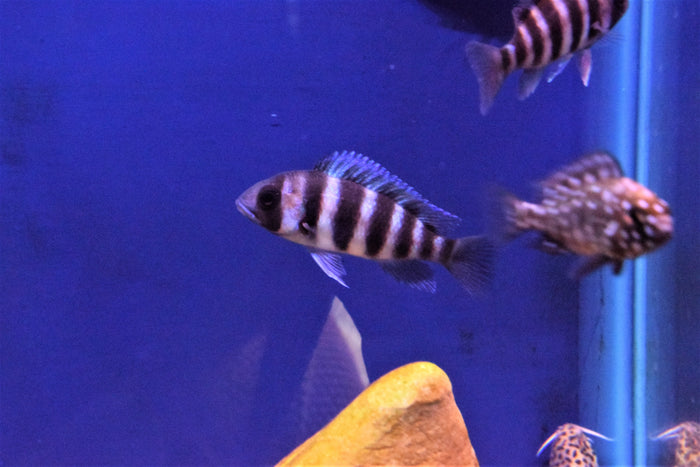 Cyphotilapia frontosa