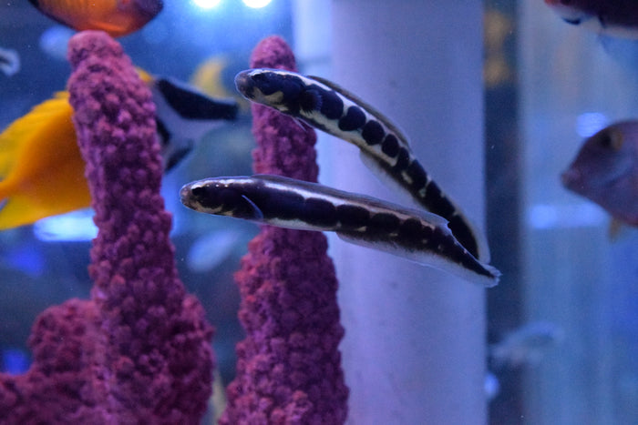 Engineer Eel Goby