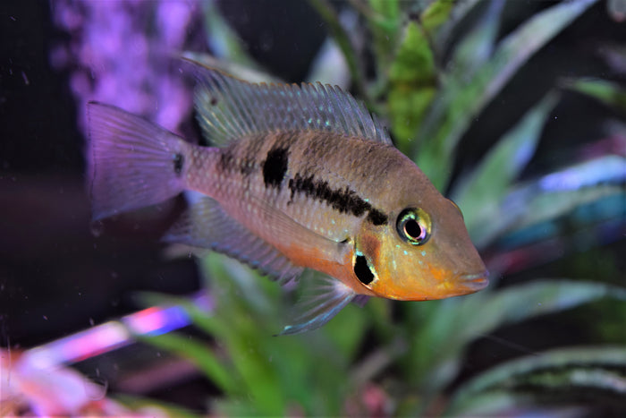 Firemouth Cichlid