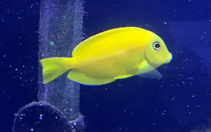Orange Shoulder Tang - Juvenile