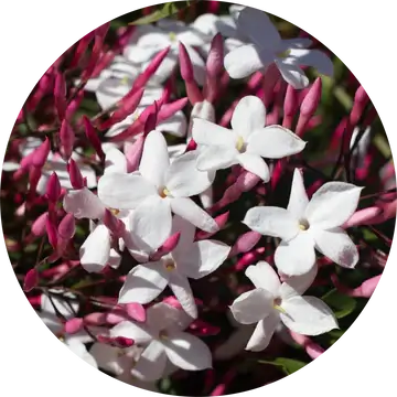 Jasmine Attar Motia Essential Oil - Living Libations