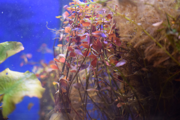 Ludwigia palustris "Super Red"