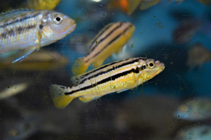 Melanochromis auratus