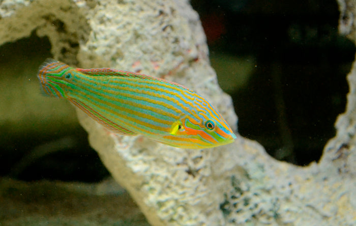 Melanurus Wrasse