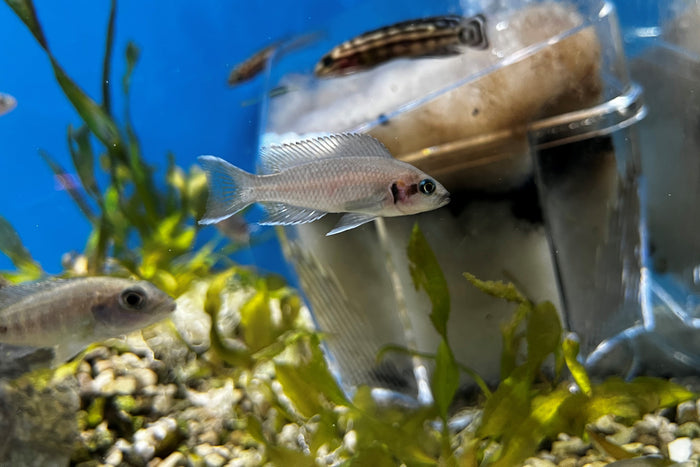 Neolamprologus brichardi