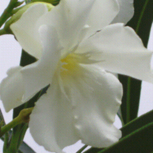Nerium Tree