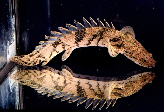Polypterus Endlicherii (Bichir)