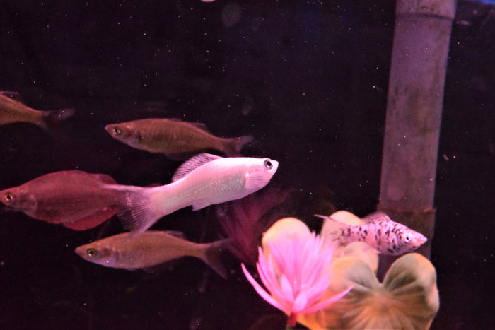 Silver Lyretail Molly