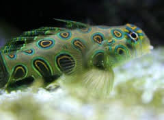 Spotted Mandarin