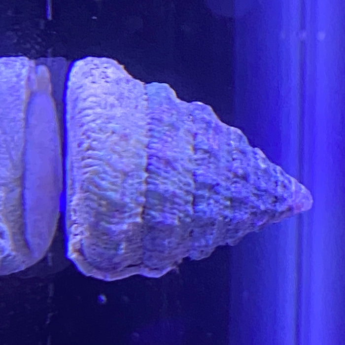 Turban Snails