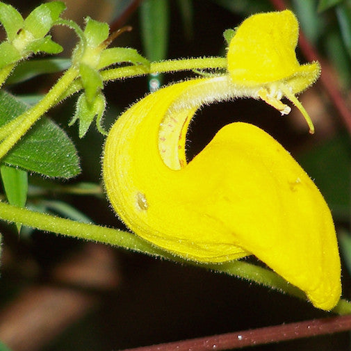 Zapitito