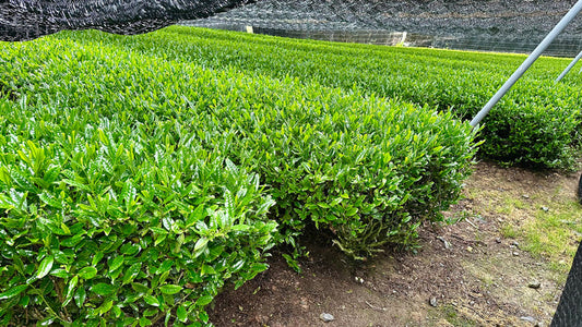 #0880.K6 Nishide Tea: Ujitawara Gyokuro Hoshun Naturally Grown by Farmer Katsutani Kenji  農家勝谷さんの伝統本玉露ほうしゅん