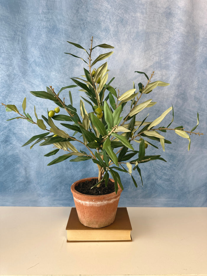 25" Potted Olive Tree