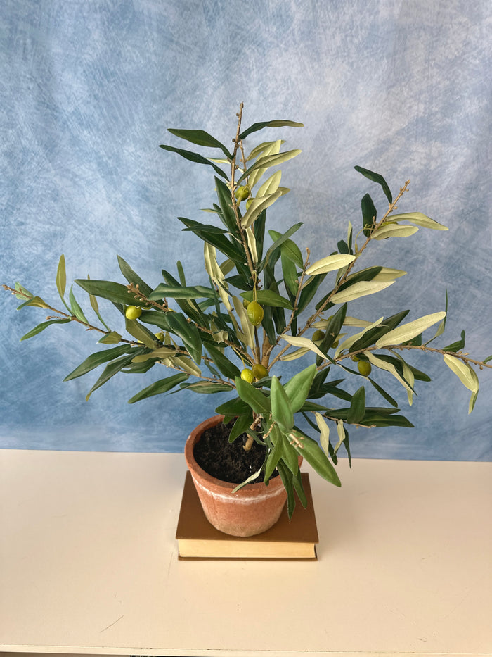 25" Potted Olive Tree