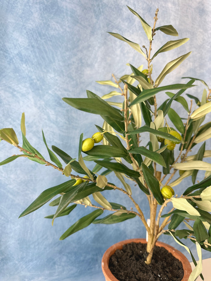 25" Potted Olive Tree