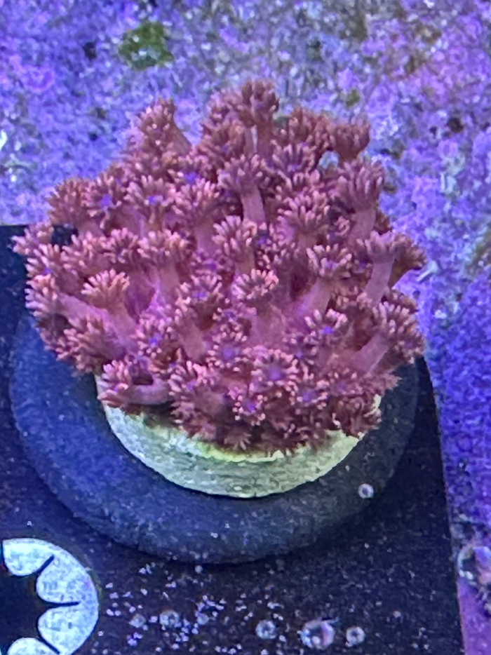 ORA Red Goniopora