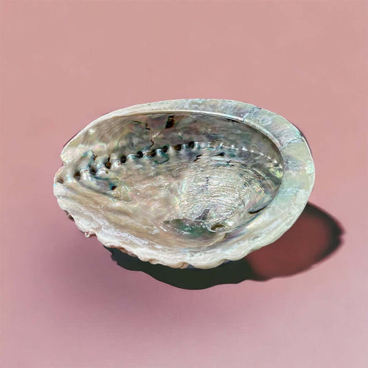 Abalone Shells (for smudging)