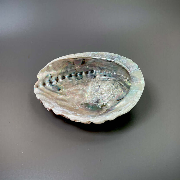 Abalone Shells (for smudging)