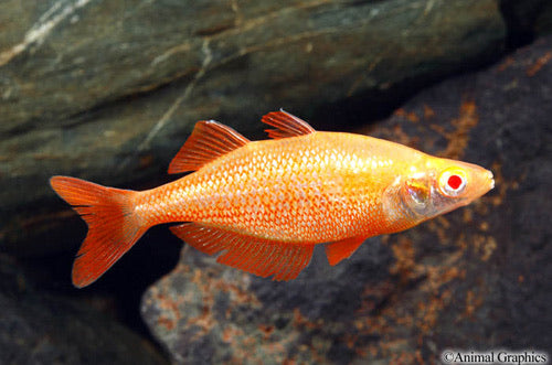 Albino Orange Millennium Rainbow
