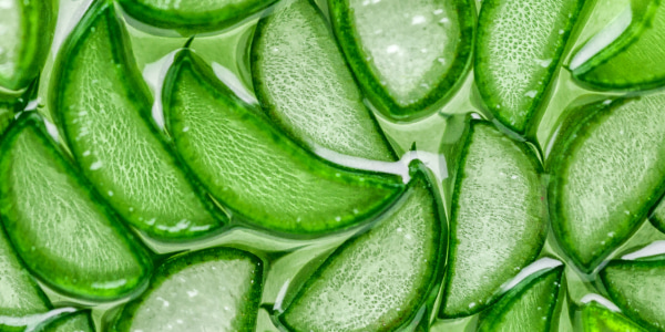 Aloe Vera Lip Balm