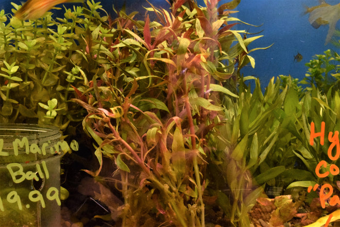 Alternanthera reineckii - Scarlet Temple