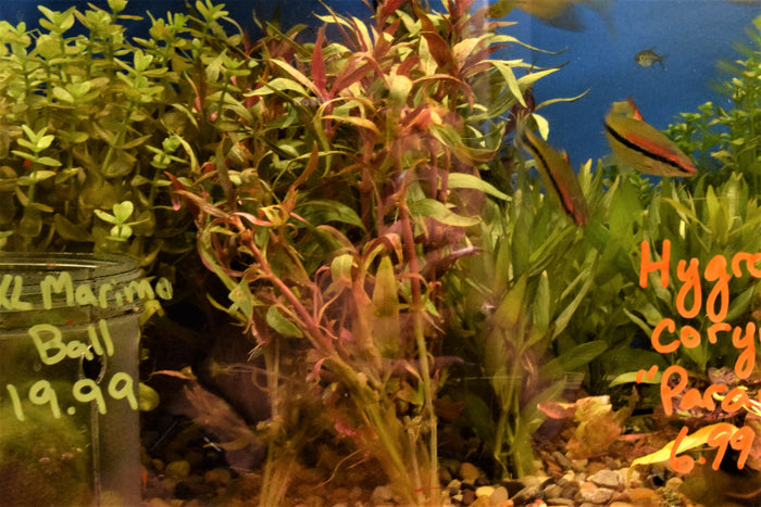 Alternanthera reineckii - Scarlet Temple