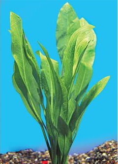 Amazon Sword Plant - MD