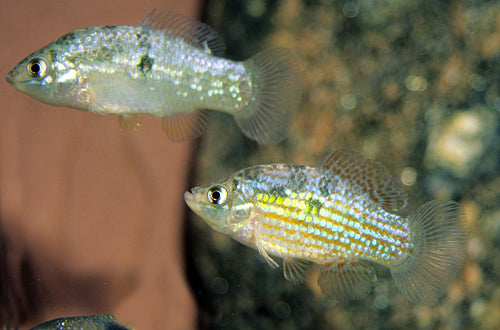 American Flag Killifish