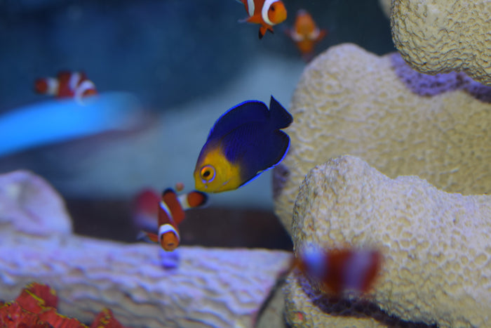 Argi Angelfish