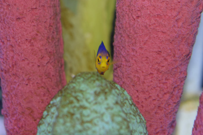 Argi Angelfish