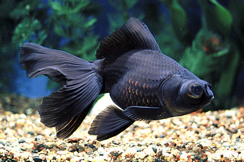 Black Moor Goldfish 2" - 3"