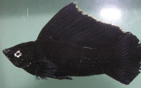 Black Sailfin Molly