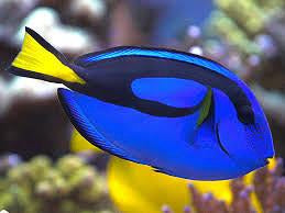 Blue "Hippo" Tang 1.1 - 1.5"