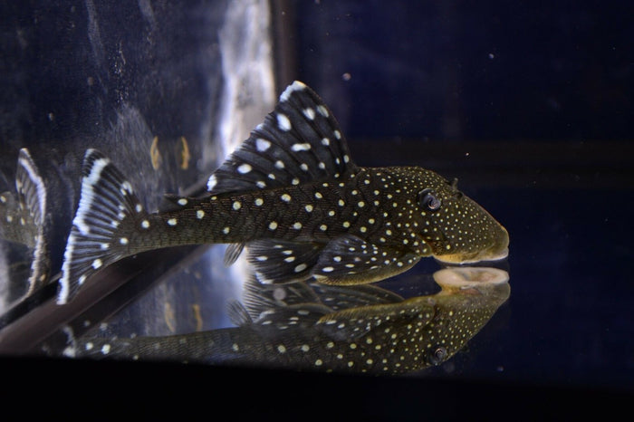 Blue Phantom Pleco (L-128)