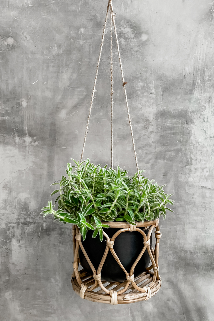 Accent Decor Boca Hanging Pot