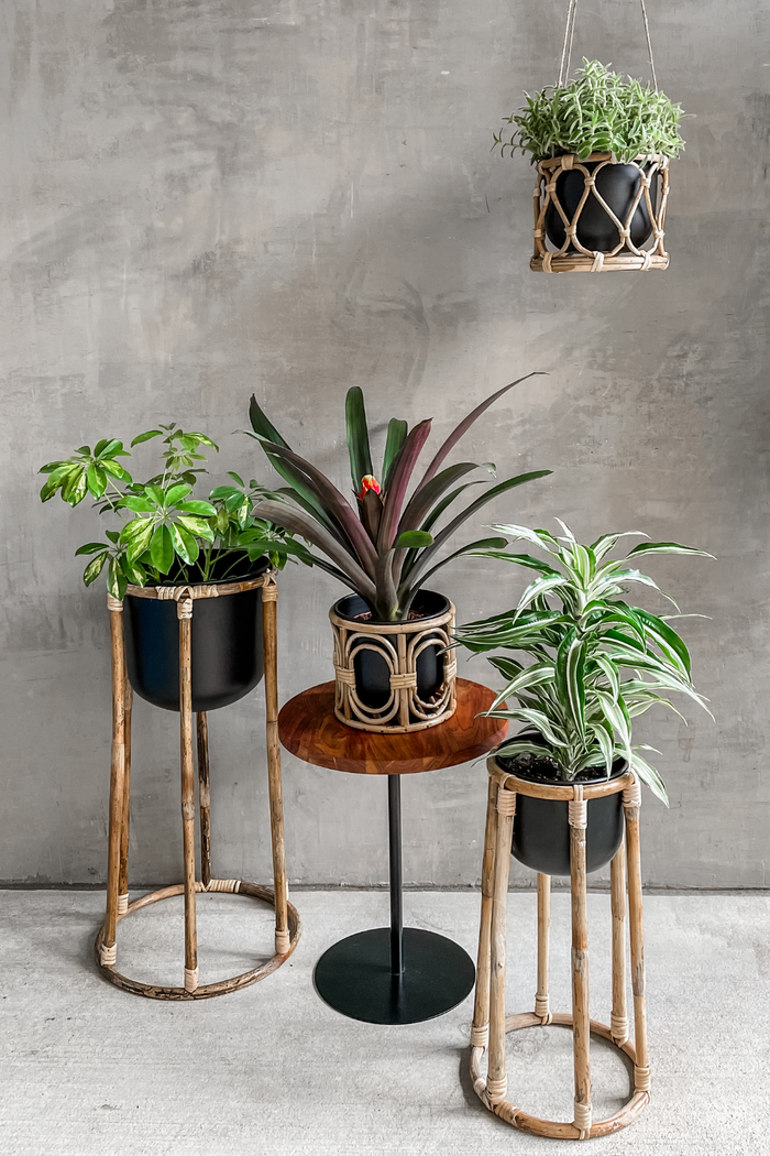 Accent Decor Boca Collection