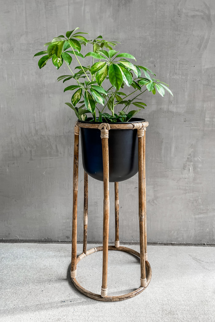 Accent Decor Large Boca Plant Stand