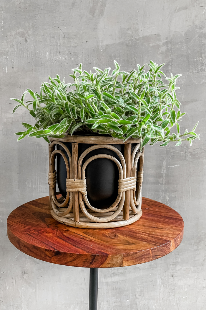 Accent Decor Boca Pot