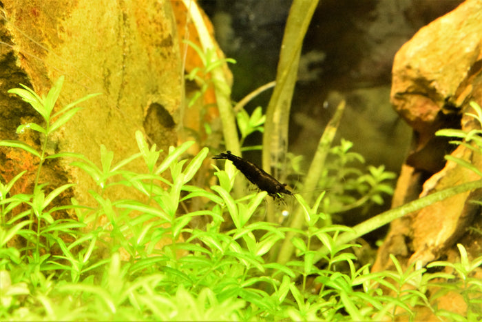 Chocolate Shrimp