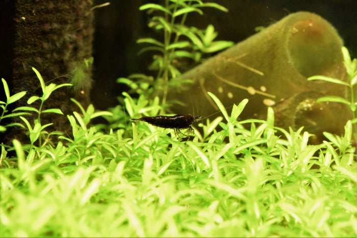 Chocolate Shrimp
