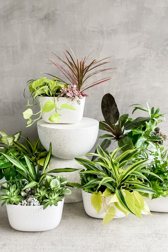 Custom Designed WallyGrow Wall Planter-WallyGrow-ECOVIBE