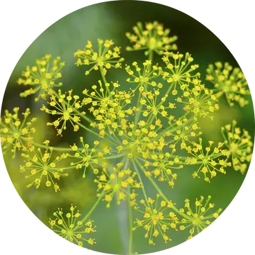 Dill Essential Oil - Living Libations